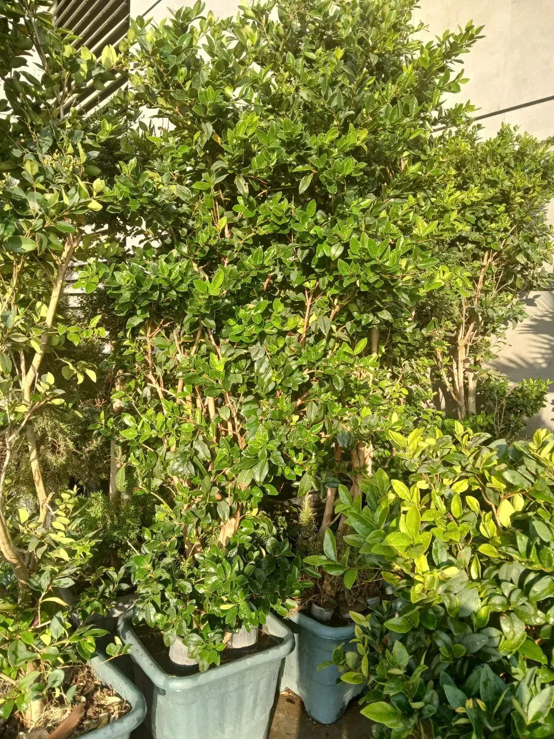 فروش درخت|گل و گیاه طبیعی|تهران, شهرک شهید باقری|دیوار