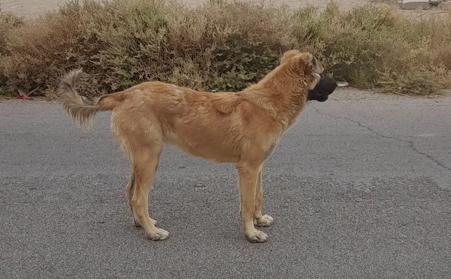 سگ دو رگ|سگ|آران و بیدگل, |دیوار