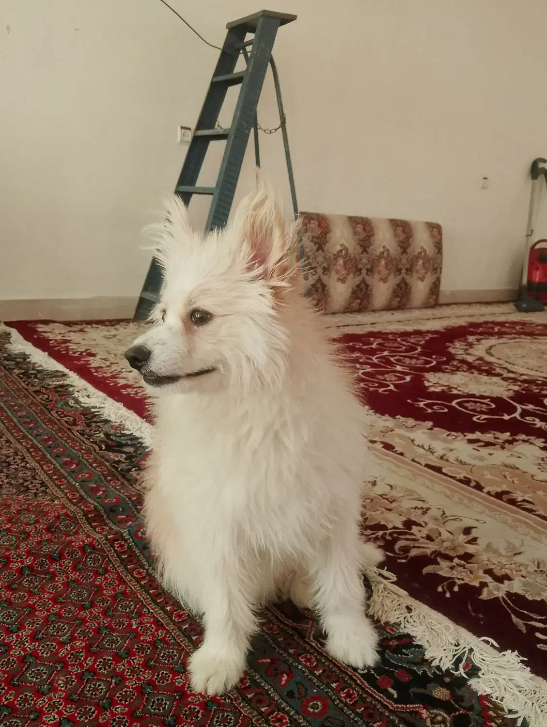 سگ پامر|سگ|ایلام, |دیوار