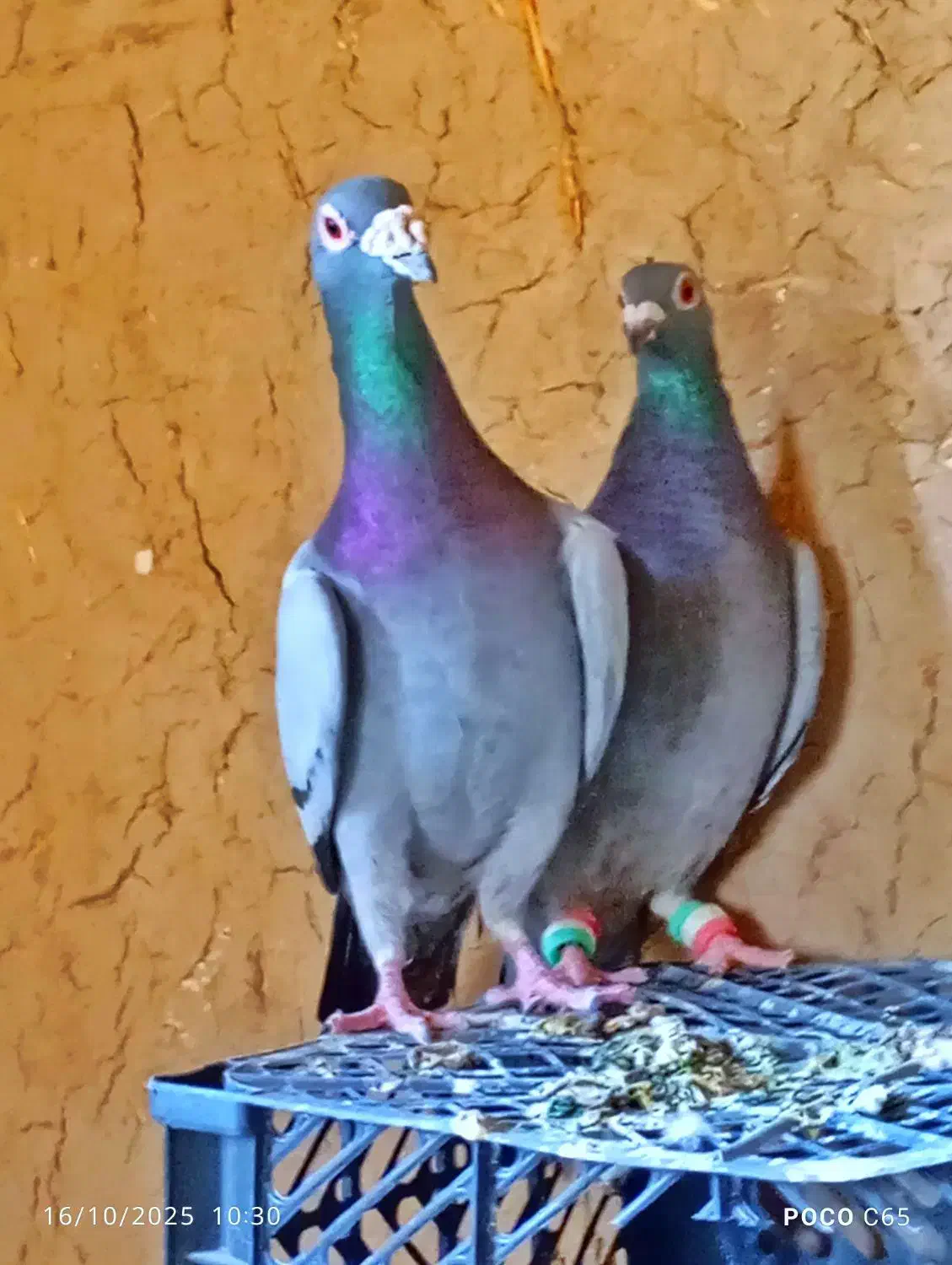 کفتر مسافتی|پرنده|سراوان, |دیوار