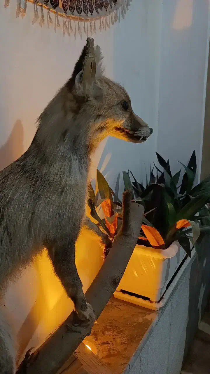 رستوران قلعه باغ|استخدام خدمات فروشگاه و رستوران|خمینی‌شهر, |دیوار