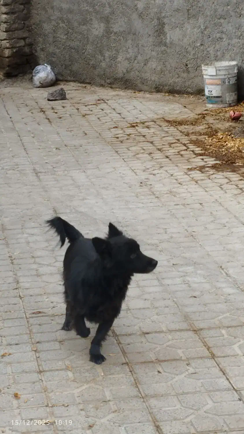 یک عدد پاپی ماده مشکی|سگ|تربت جام, شاهد|دیوار