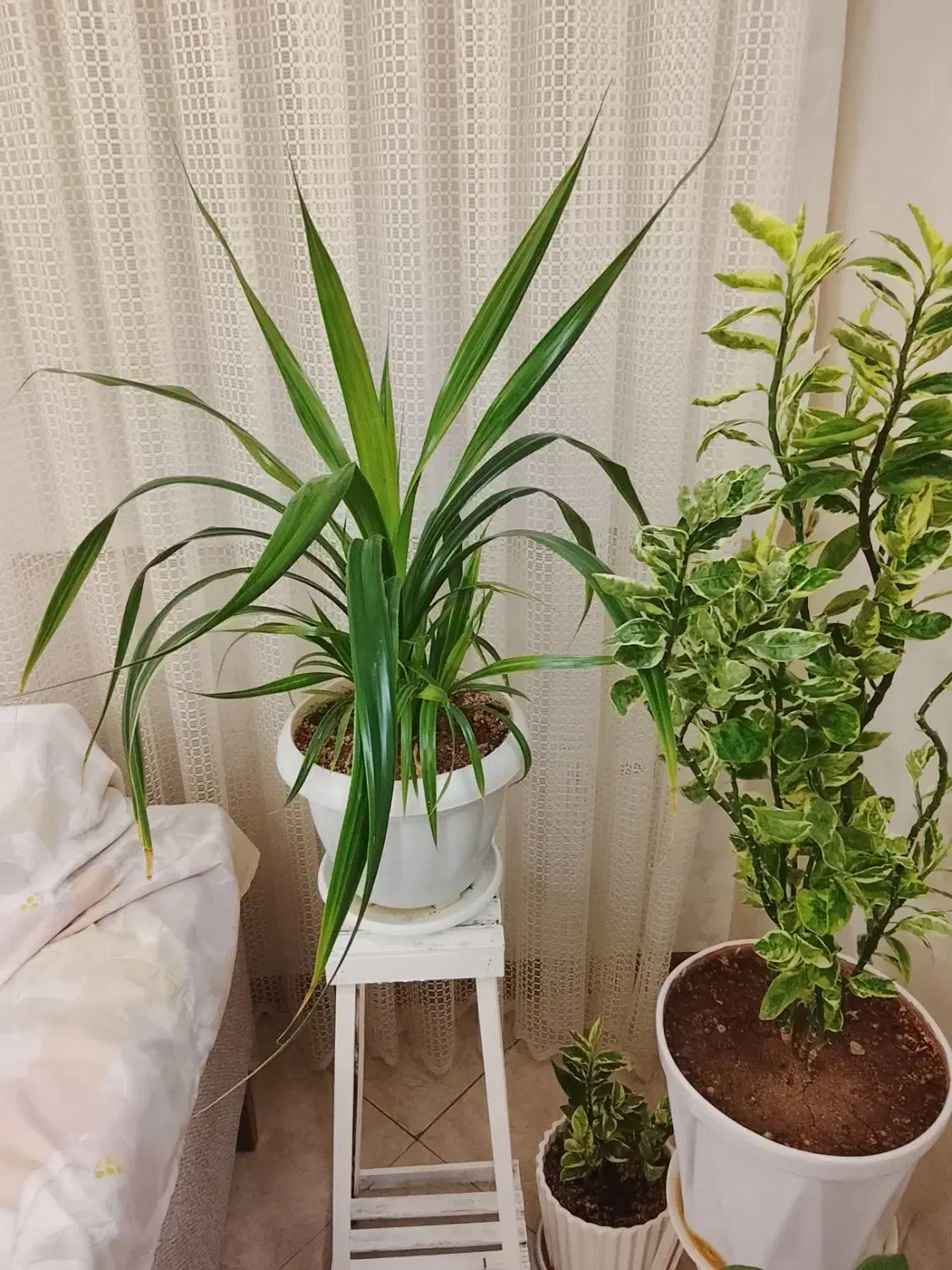 گل پاندانوس|گل و گیاه طبیعی|مشهد, مشکینی (شهرک غرب)|دیوار