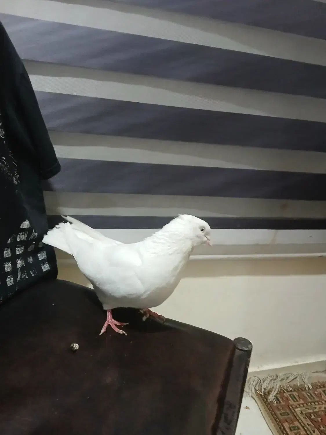 کبوتر  ماده اراکی|پرنده|اهواز, پردیس|دیوار