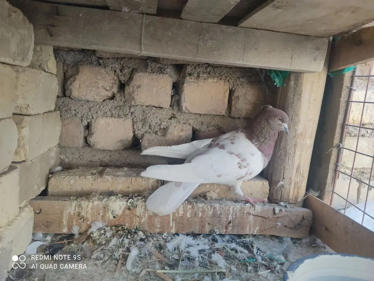 نر کله ای قاب بلند|پرنده|پیر بکران, |دیوار