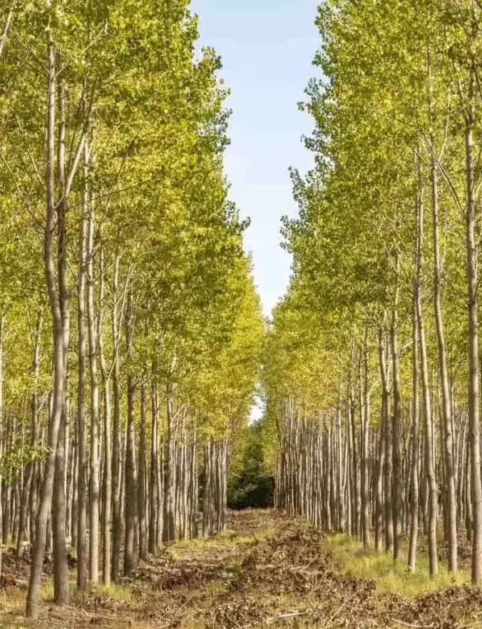 پخش‌ و تولید نهال کبوده|خدمات باغبانی و درختکاری|آشتیان, |دیوار