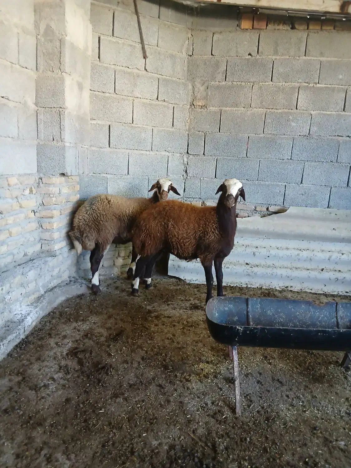 توقلی .گوسفند|حیوانات مزرعه|انبارآلوم, |دیوار