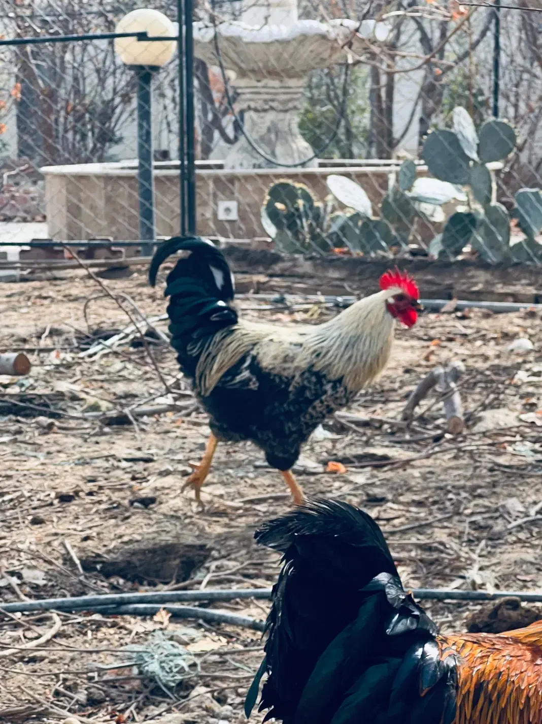 جوجه خروس|حیوانات مزرعه|پاکدشت, پاکدشت (مامازند)|دیوار