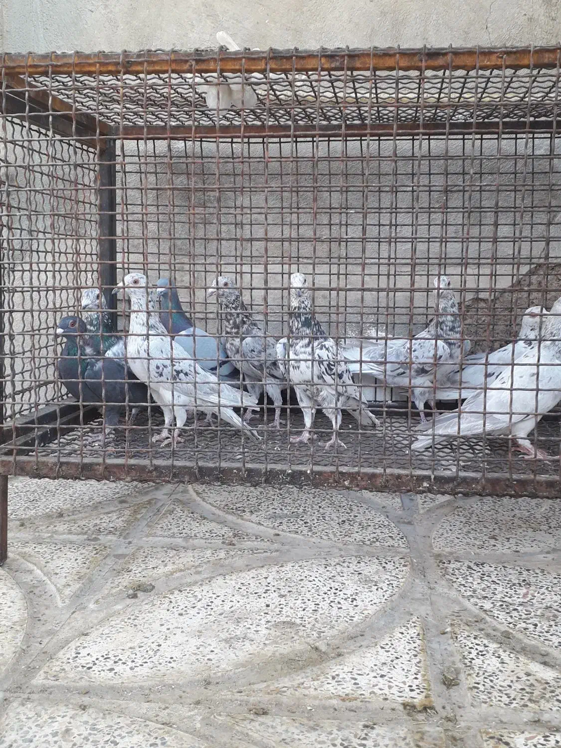 سرورپلاکی|پرنده|شیراز, گویم|دیوار