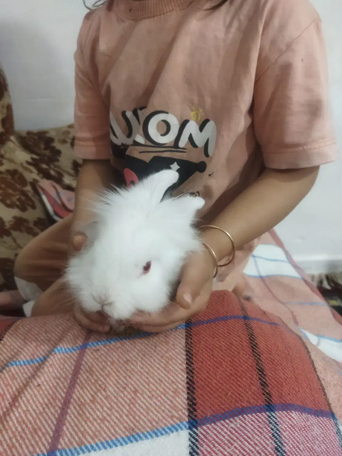 خرگوش|موش و خرگوش|کرمان, |دیوار