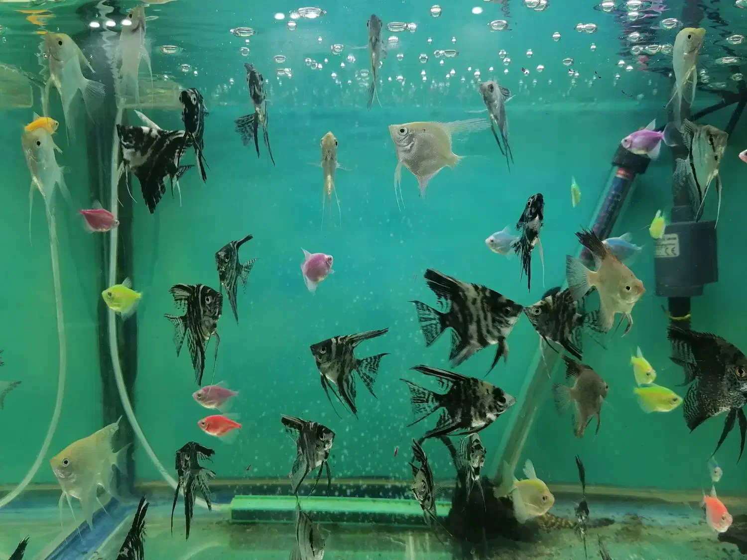 ماهی آنجل 4 سانت به بالا|ماهی|مشهد, امیریه|دیوار