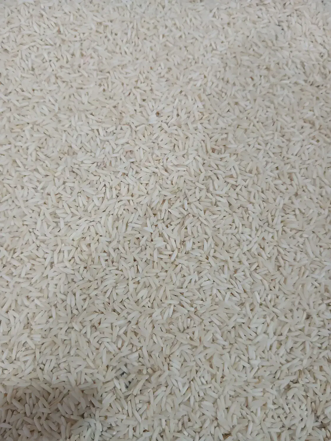 برنج|خوردنی و آشامیدنی|لاهیجان, شهرک جانبازان|دیوار