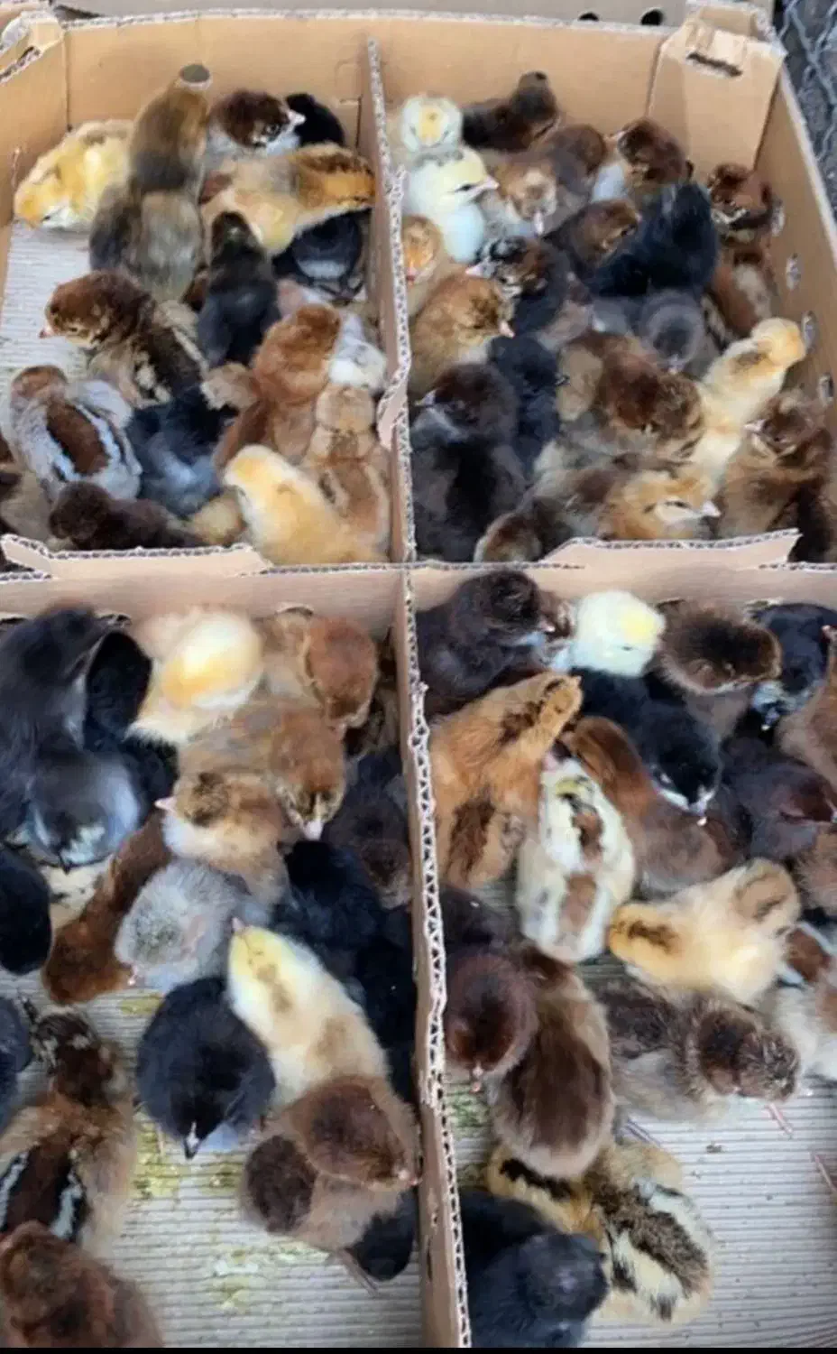 جوجه رنگی|حیوانات مزرعه|بافت, |دیوار