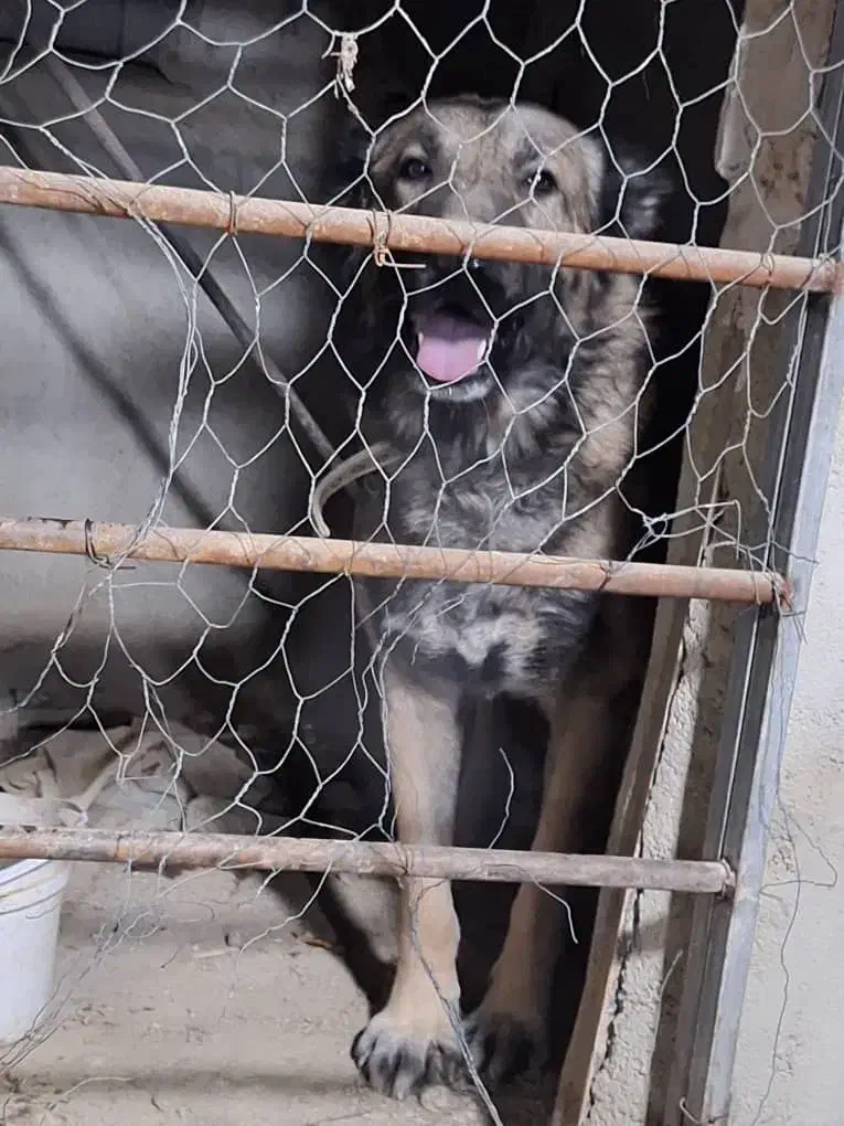 سگ نگهبان سرابی|سگ|باقرشهر, |دیوار