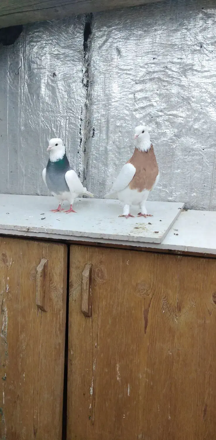 فروش کبوتر|پرنده|شیراز, امام حسین|دیوار