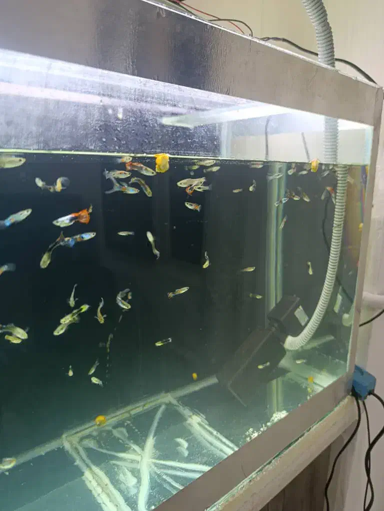 ماهی گوپی بالغ مفت دونه ۱۵|ماهی|هشتگرد, فاز ۳ مهستان|دیوار