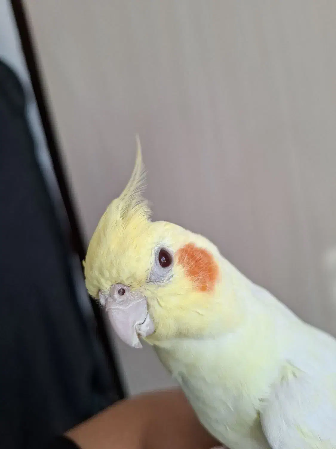 عروس هلندی|پرنده|شیروان (خراسان), |دیوار