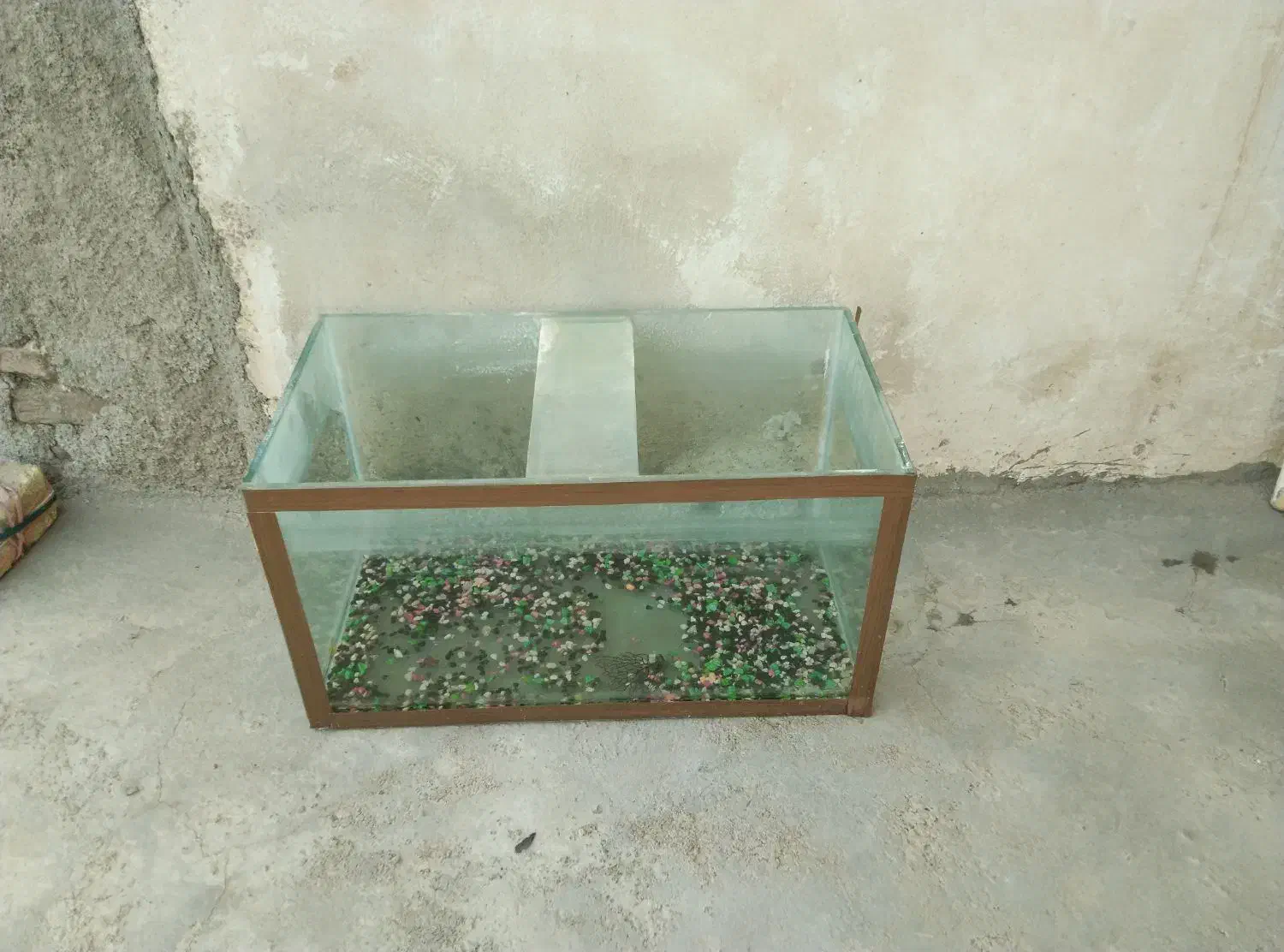 اکواریوم|ماهی|تربت‌حیدریه, بالا ولایت|دیوار