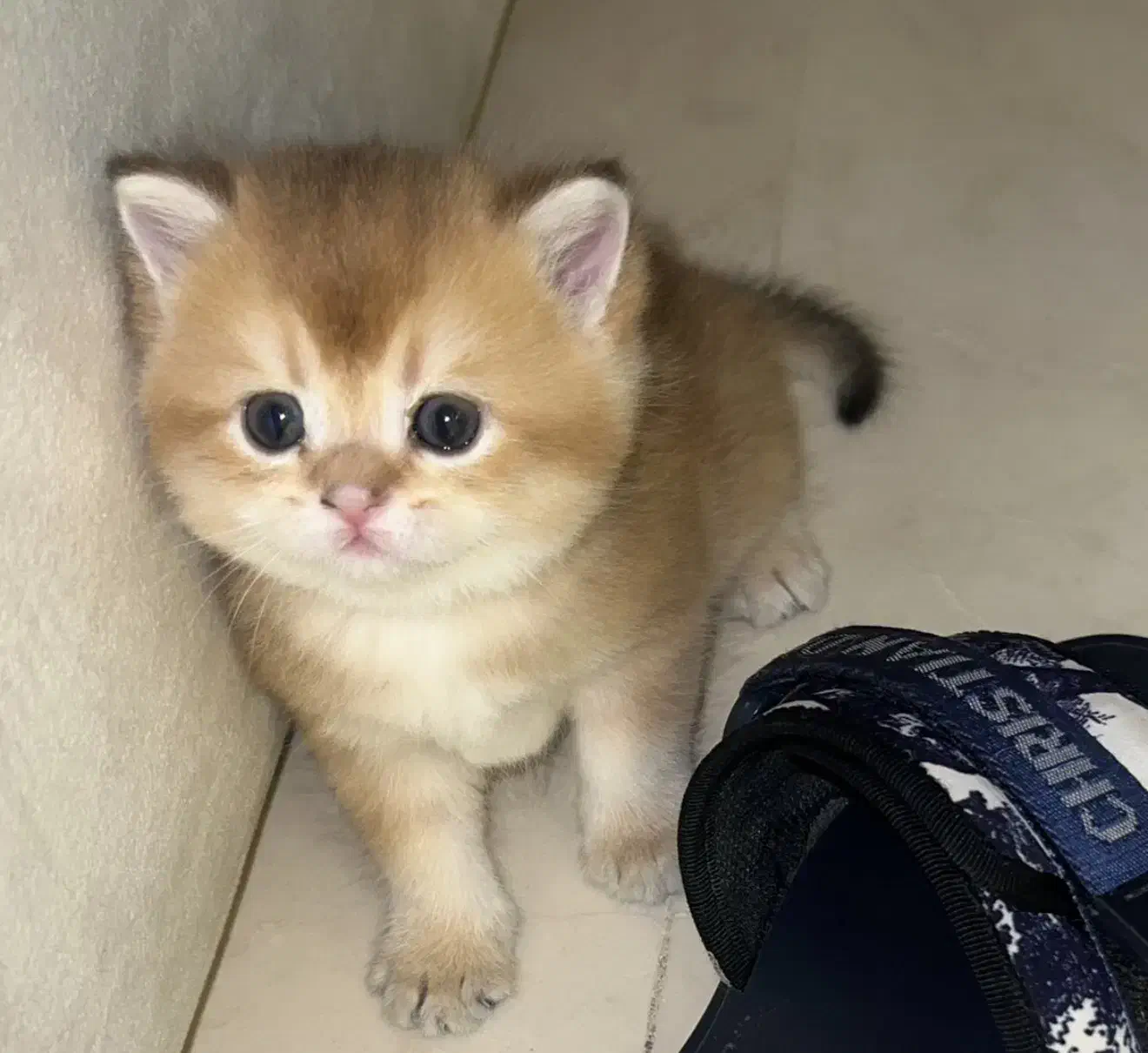 فروش بریتیش گلدny11 واکسینه|گربه|تهران, سعادت‌آباد|دیوار