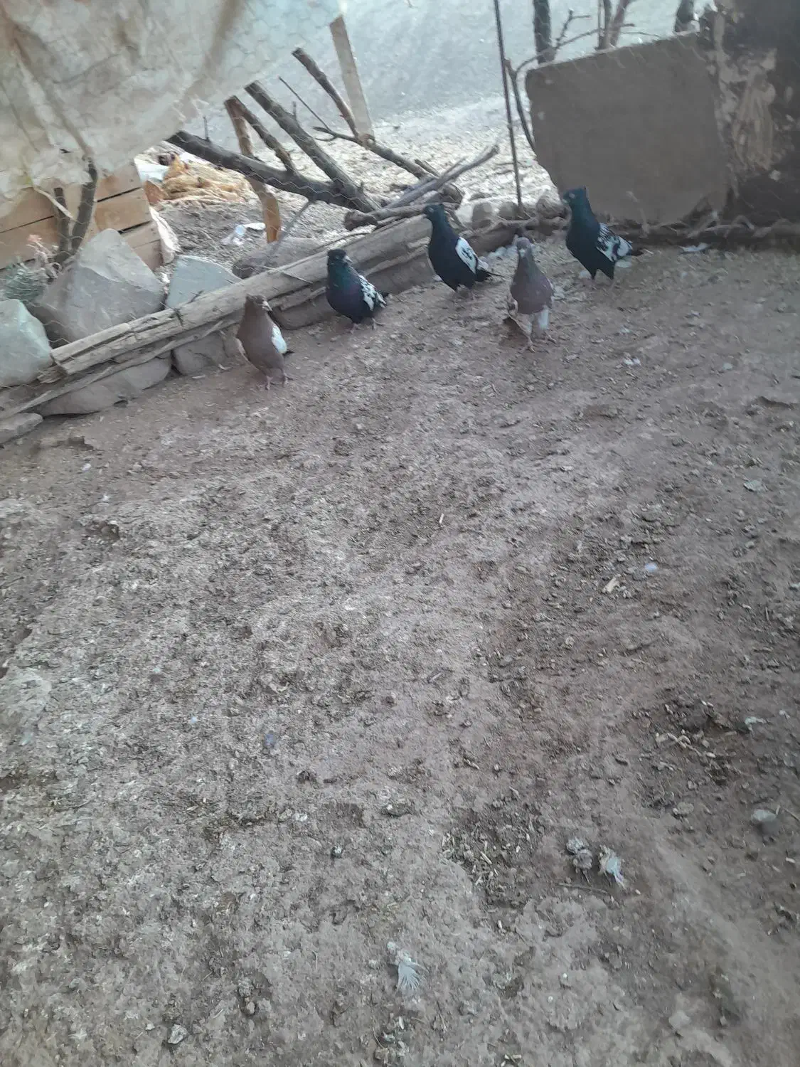 کبوتر|پرنده|تربت‌حیدریه, شهید بهشتی|دیوار