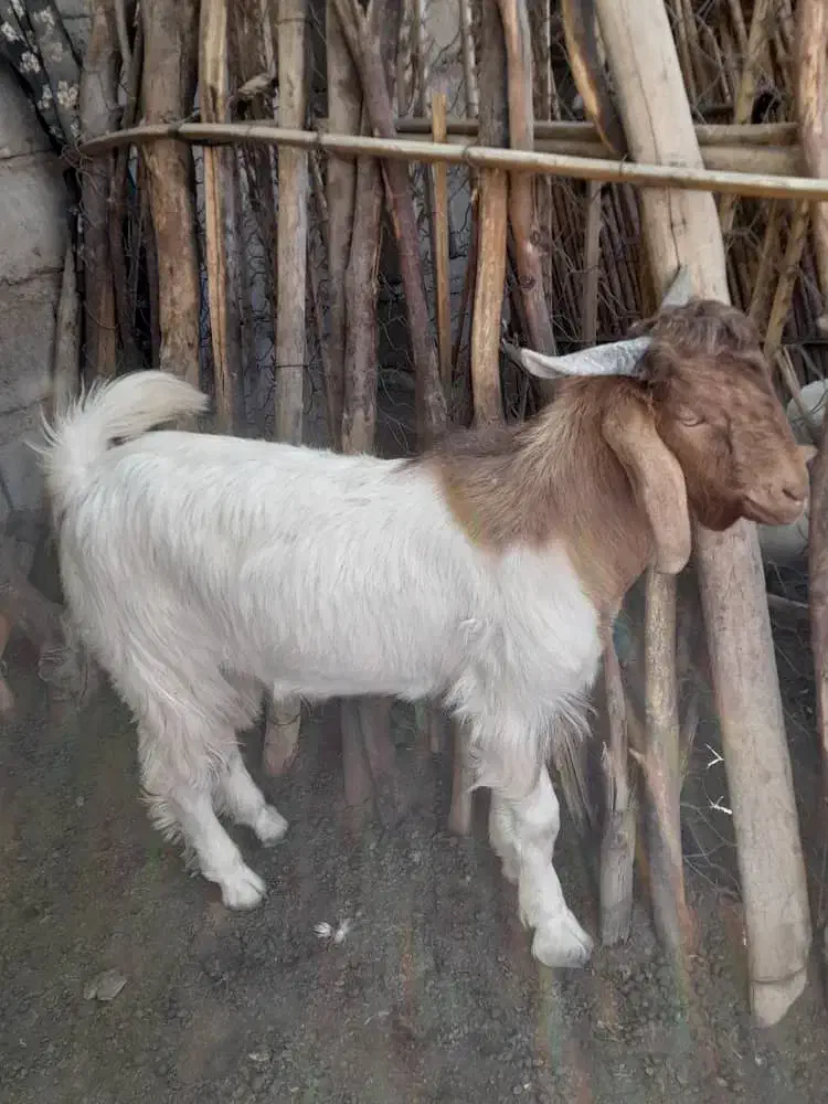 چپشت|حیوانات مزرعه|جیرفت, |دیوار