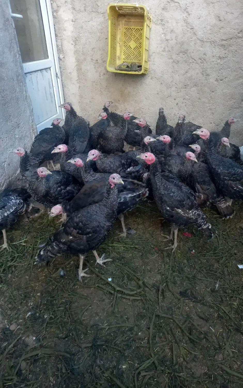 آماده پروار شدن|حیوانات مزرعه|رزن, |دیوار