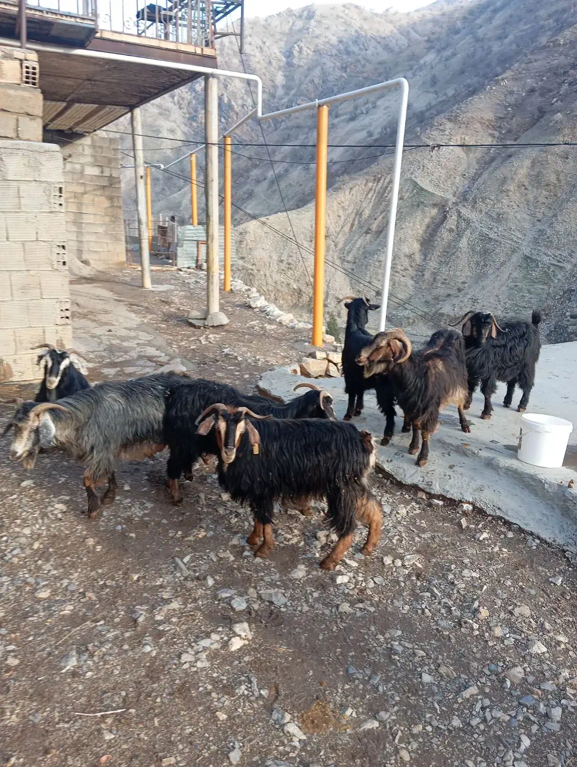 بز و بزغاله|حیوانات مزرعه|جوانرود, |دیوار