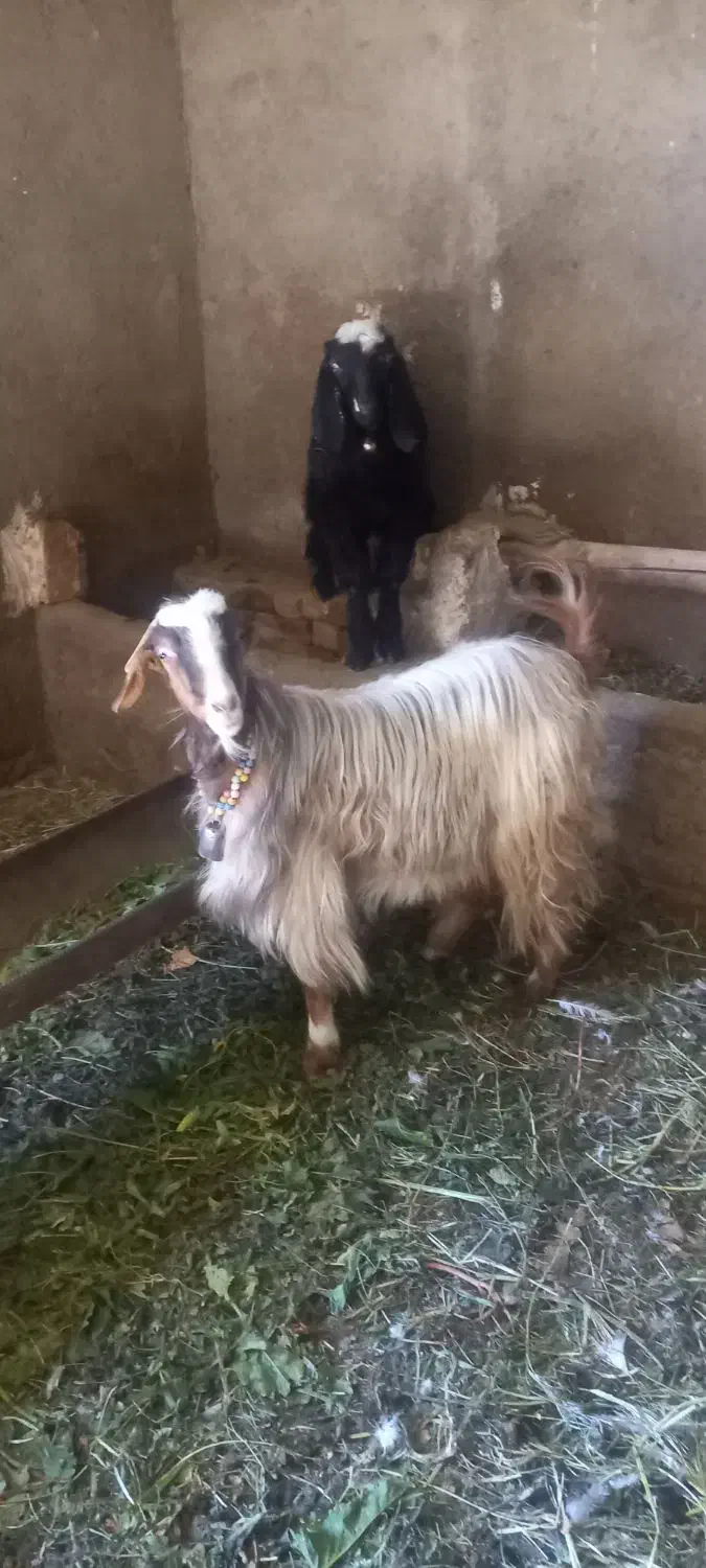 بز و بزغاله|حیوانات مزرعه|شیروان (لرستان), |دیوار