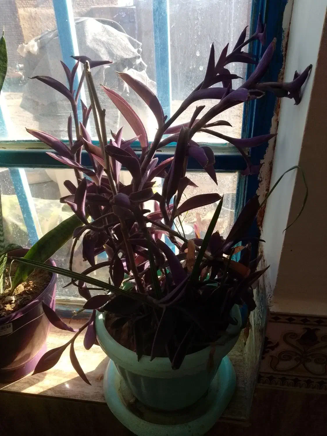 گل  و گیاه|گل و گیاه طبیعی|سیدآباد, |دیوار