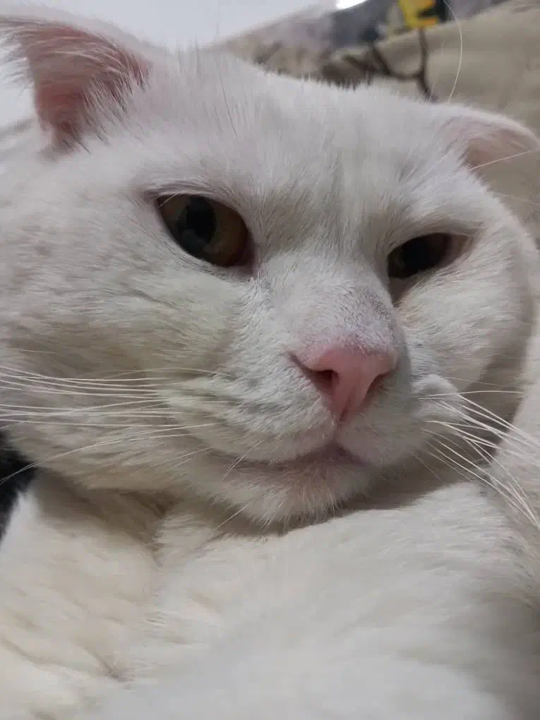 واگذاری گربه اسکاتیش بریتیش|گربه|قدس, شهرقدس|دیوار