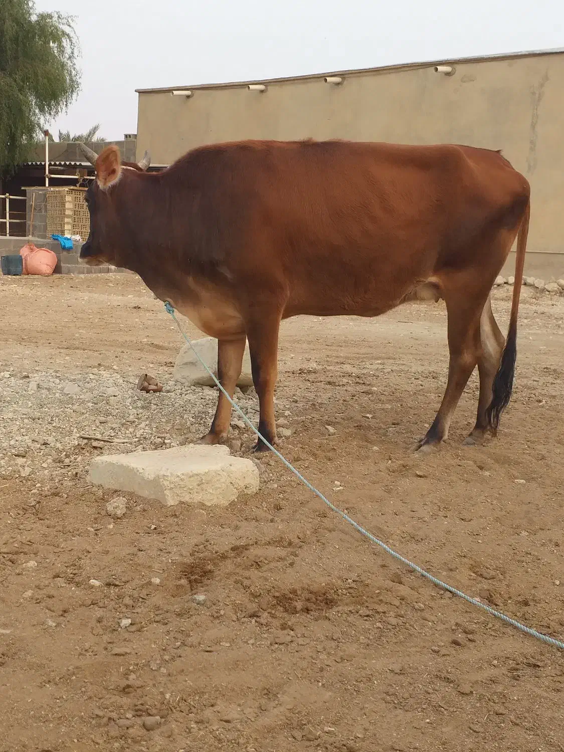 نوبر و گوساله نر|حیوانات مزرعه|عسلویه, |دیوار