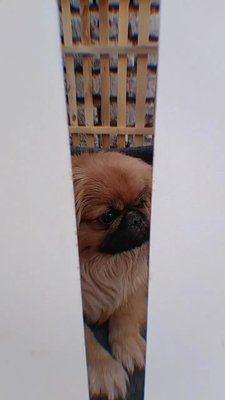 سگ پکینز اصل جنسیت نر، معاوضه با گوشی|سگ|تربتحیدریه, پائین ولایت|دیوار