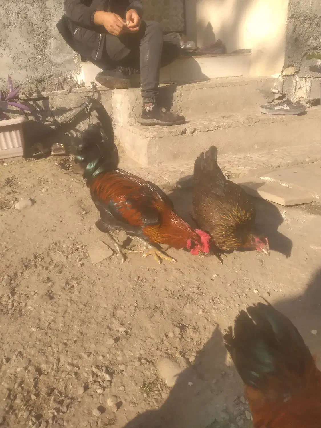 خروس چهل تاج سالم|حیوانات مزرعه|نوشهر, |دیوار