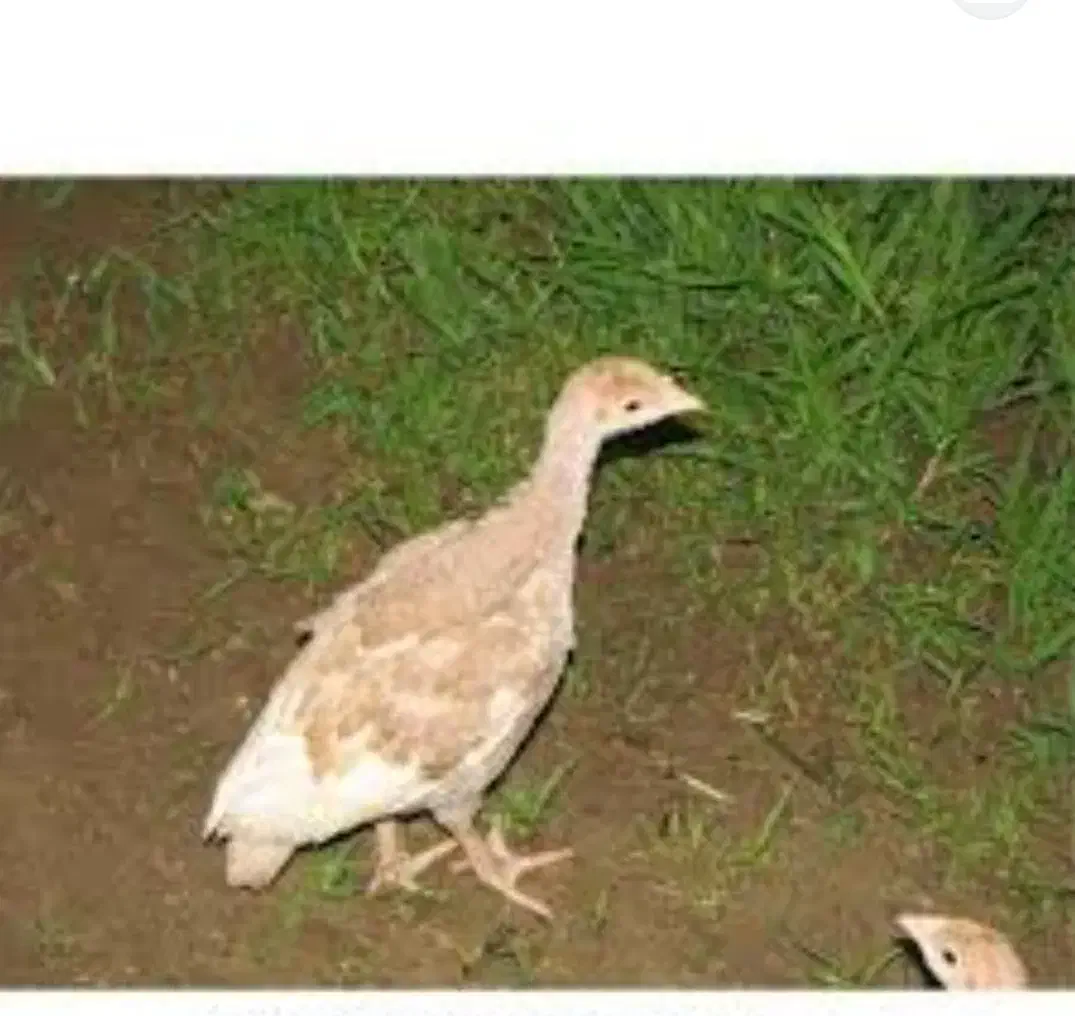 جوجه بوقلمون بوربون دوماهه|حیوانات مزرعه|کبودرآهنگ, |دیوار