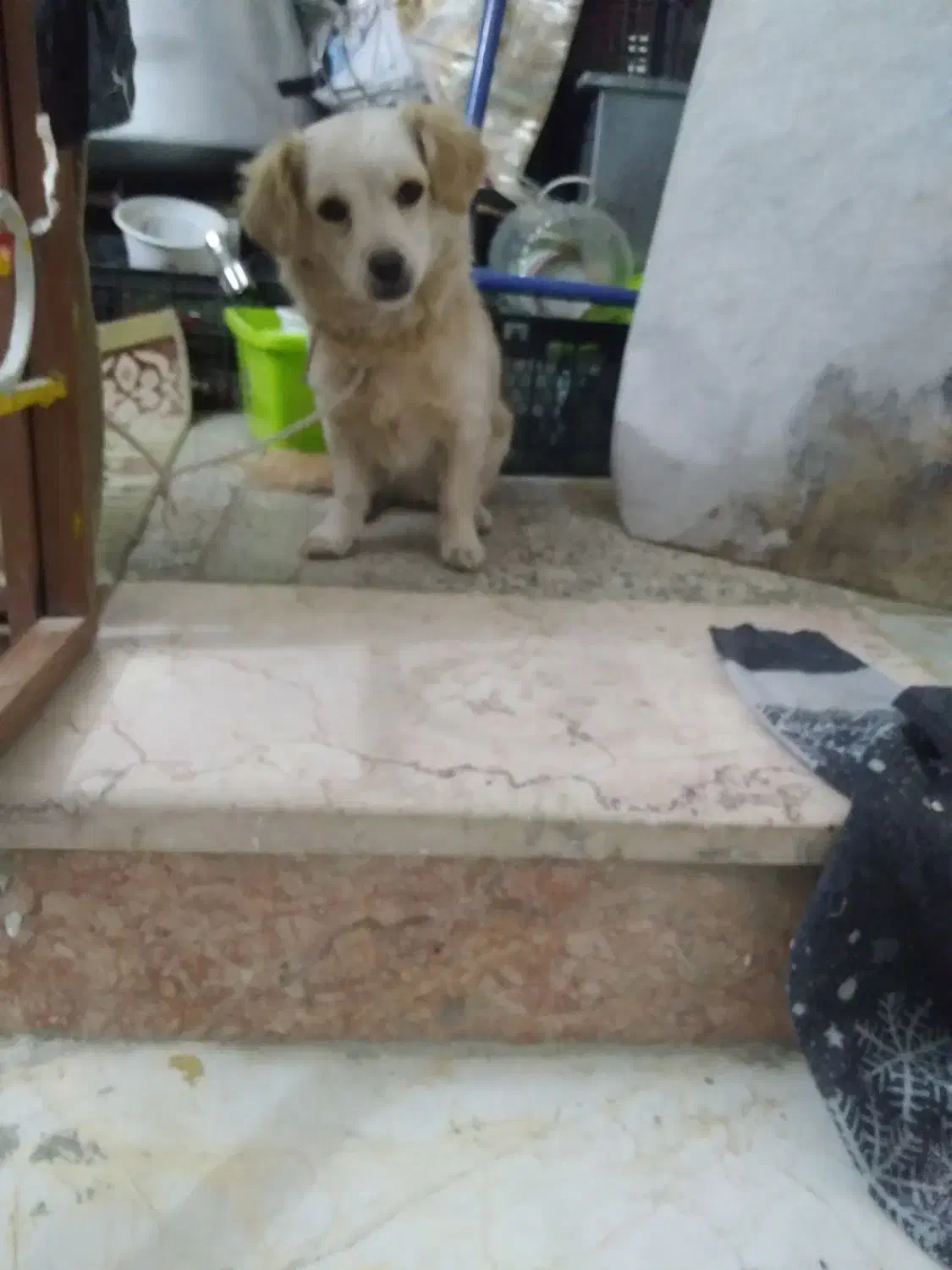 سگ پا کوتاه|سگ|اسفراین, |دیوار