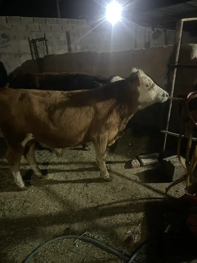 ۲ راس گوساله نر سمینتال|حیوانات مزرعه|کرمان, |دیوار