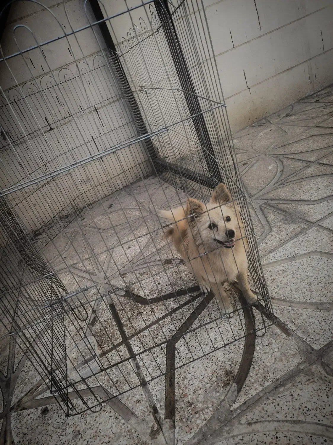 سگ پامراین|سگ|محمدیه-قزوین, |دیوار