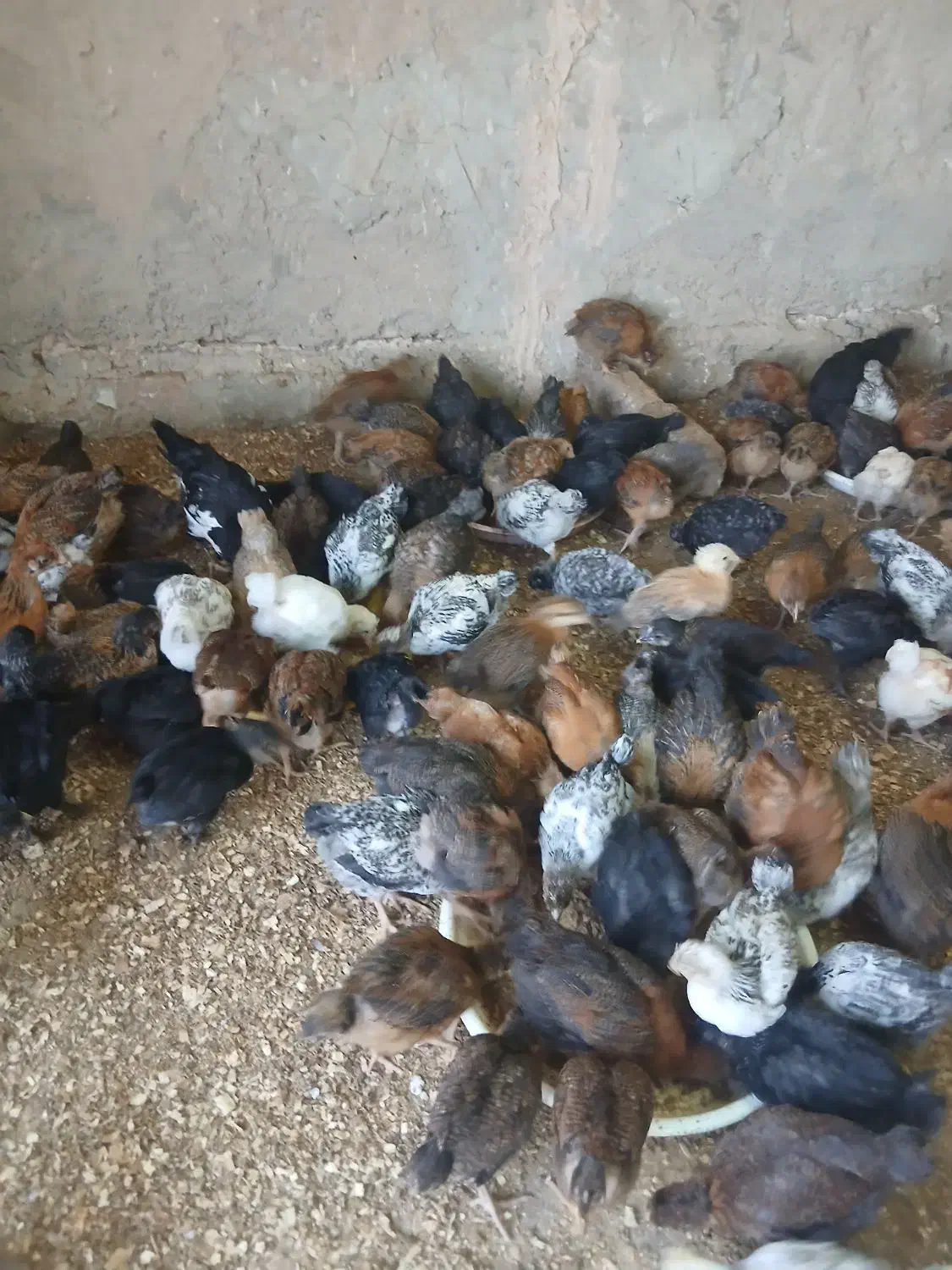 فروش جوجه گلپایگانی. ۳ تا خروس گلین.بوقلمون|حیوانات مزرعه|محمدشهر, محمدشهر|دیوار