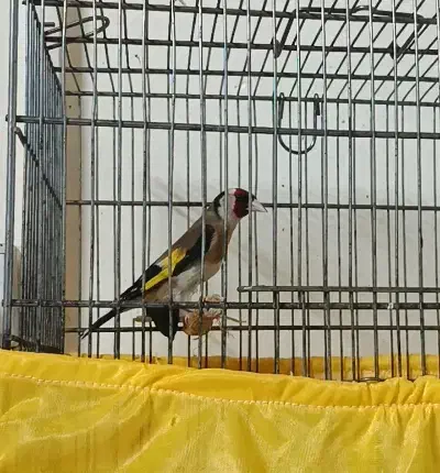 سهره نر|پرنده|تهران, صاحبقرانیه|دیوار