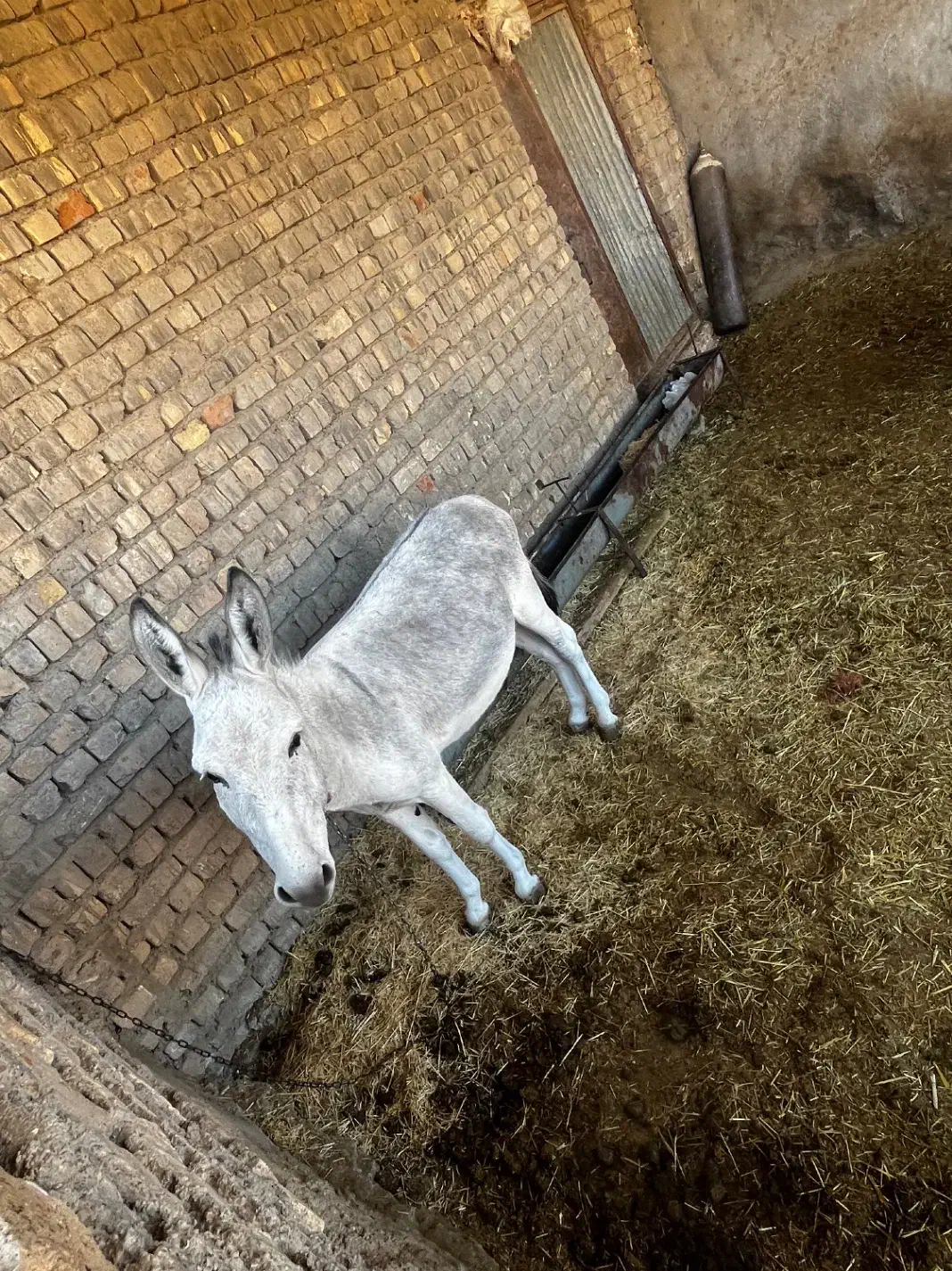 الاغ نر|حیوانات مزرعه|خرقان, |دیوار