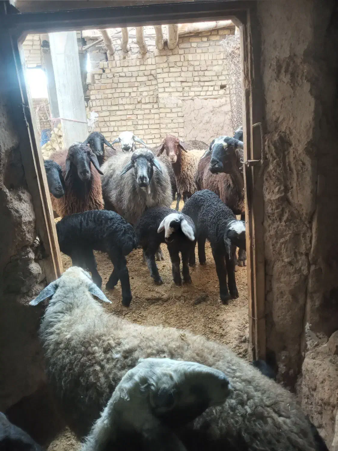 ۲۰ راس میش جنس خوب|حیوانات مزرعه|خرمدره, |دیوار