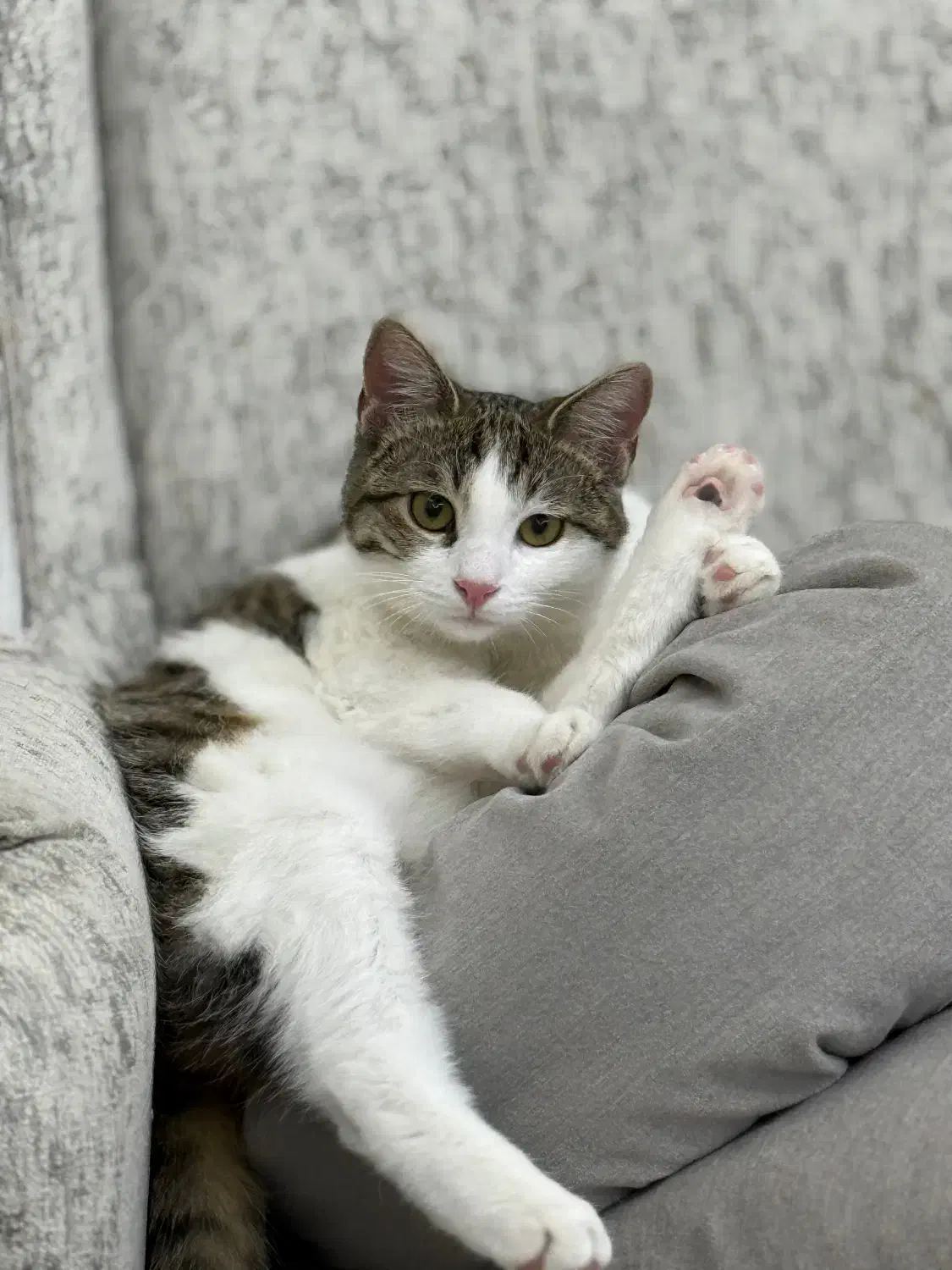 واگذاری گربه نر مهربان و اهلی|گربه|تهران, دانشگاه شریف|دیوار