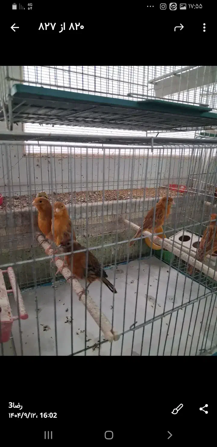 فروش60عددقناری|پرنده|باغ بهادران, |دیوار