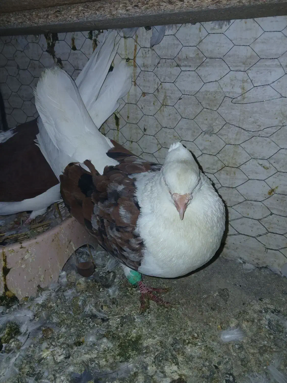 کفتر دوکت و دمبی|پرنده|اصفهان, بهارستان|دیوار