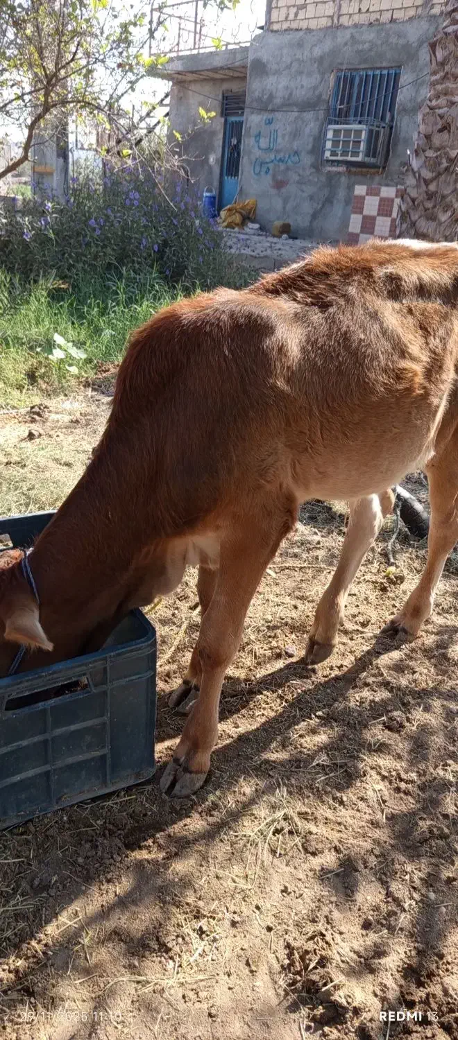 گوساله نر دورگ|حیوانات مزرعه|میناب, |دیوار