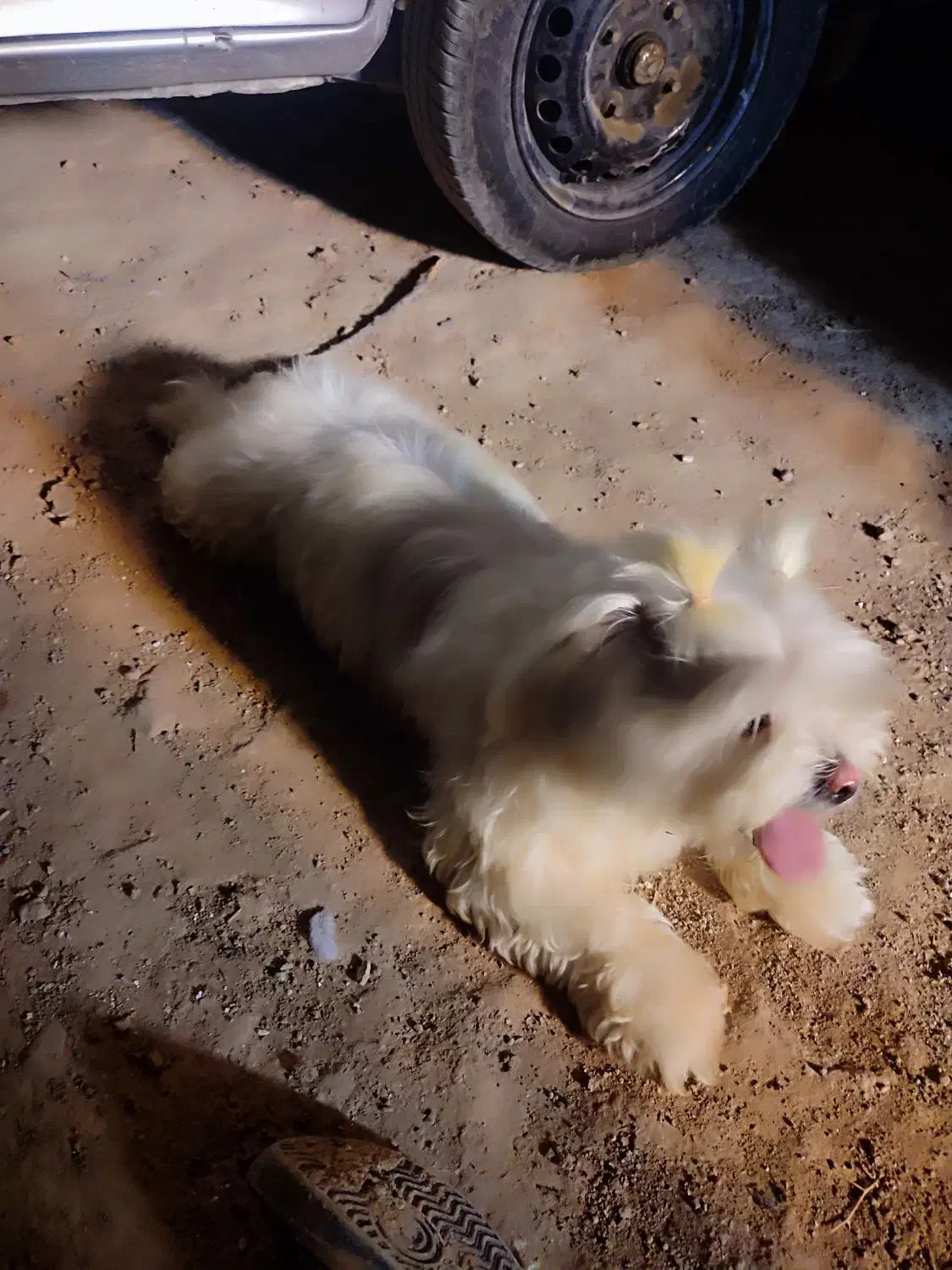 سگ شیتزو|سگ|شیروان (خراسان), |دیوار