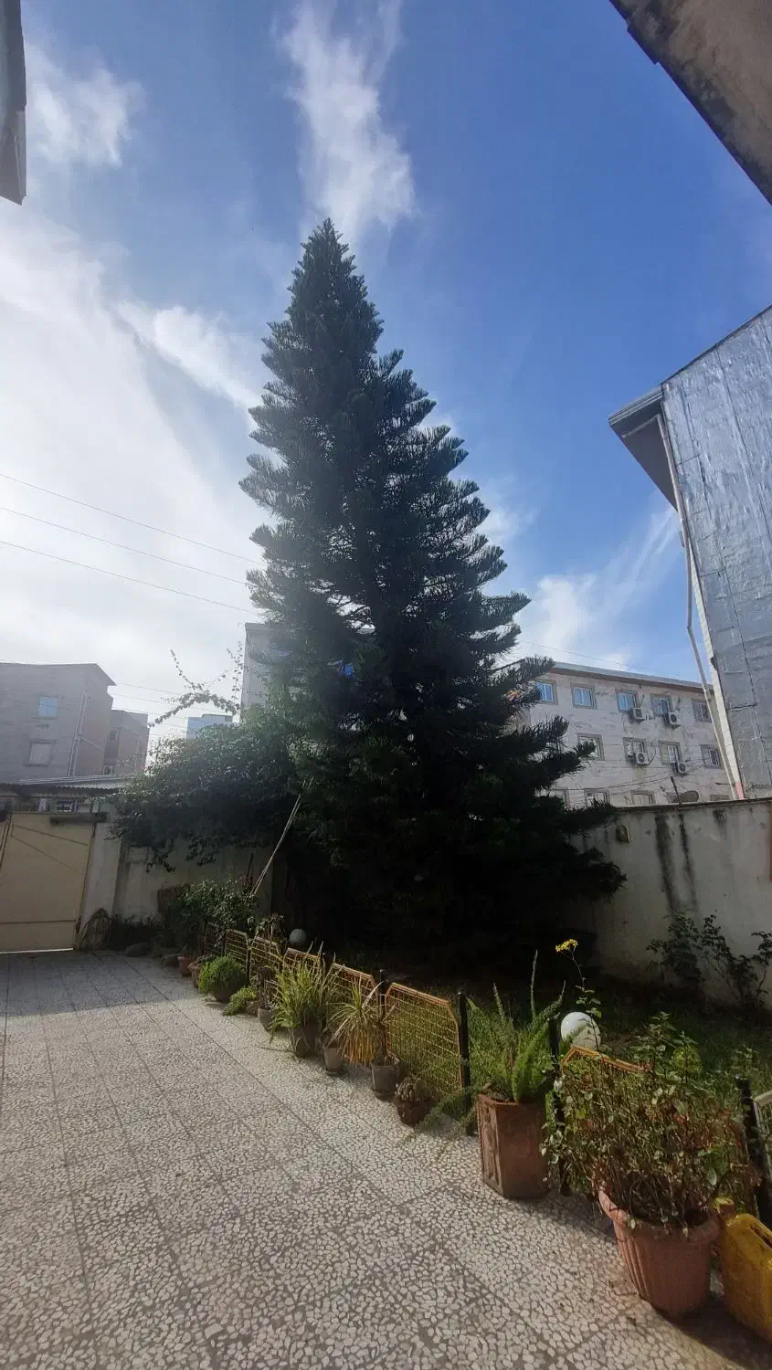 کاج مطبق|گل و گیاه طبیعی|قائم‌شهر, |دیوار