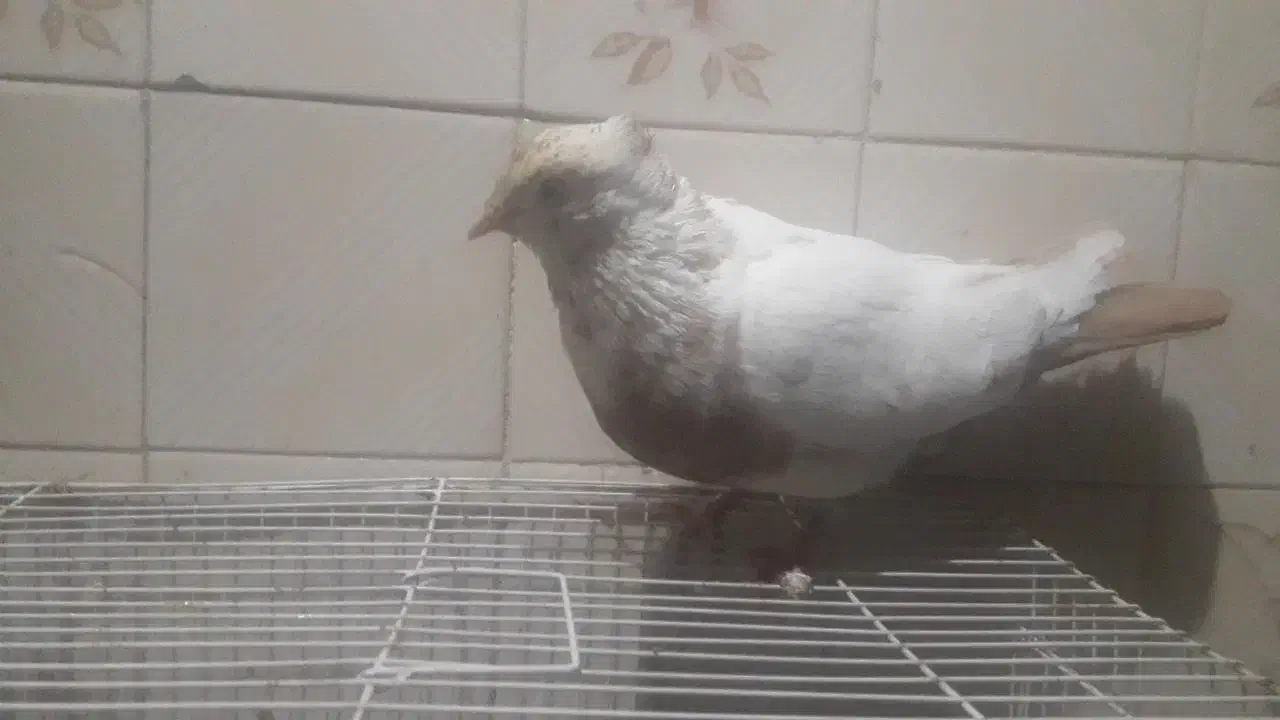 کفتر کبوتر|پرنده|مشهد, مقدم|دیوار