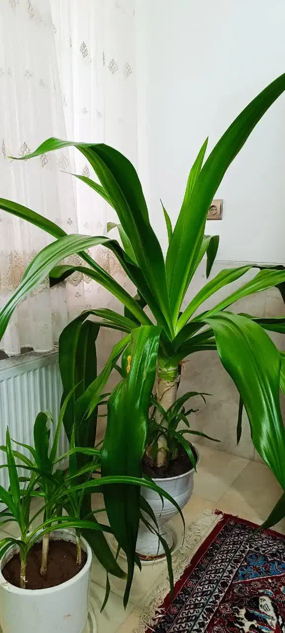 گلدان سوسن ۱۰ساله|گل و گیاه طبیعی|یزد, |دیوار