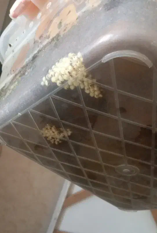 حلزون های سوپرمولد|خزنده|ری, شهادت|دیوار